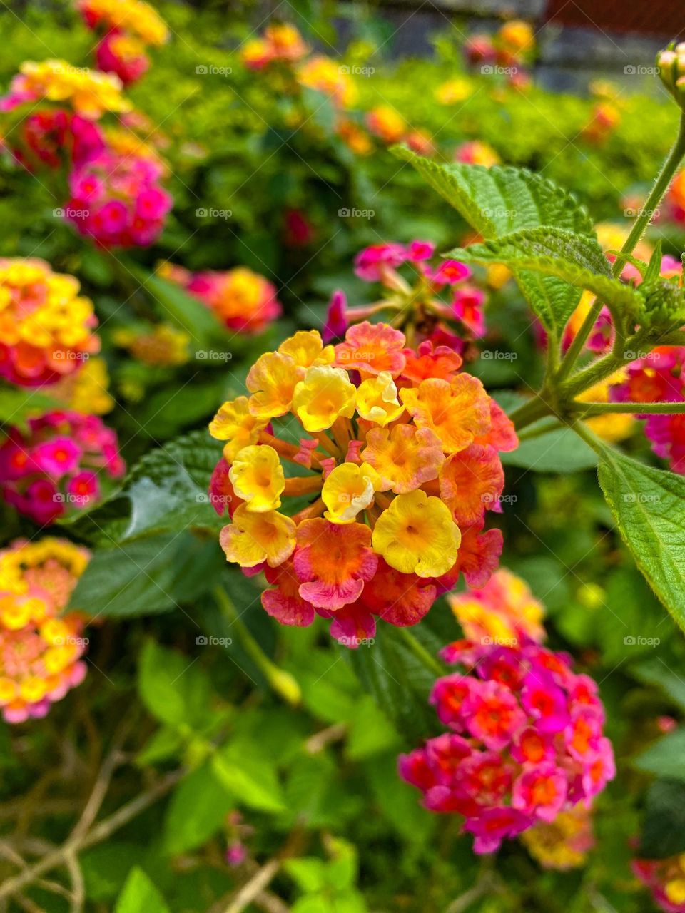 cute little hydrangea