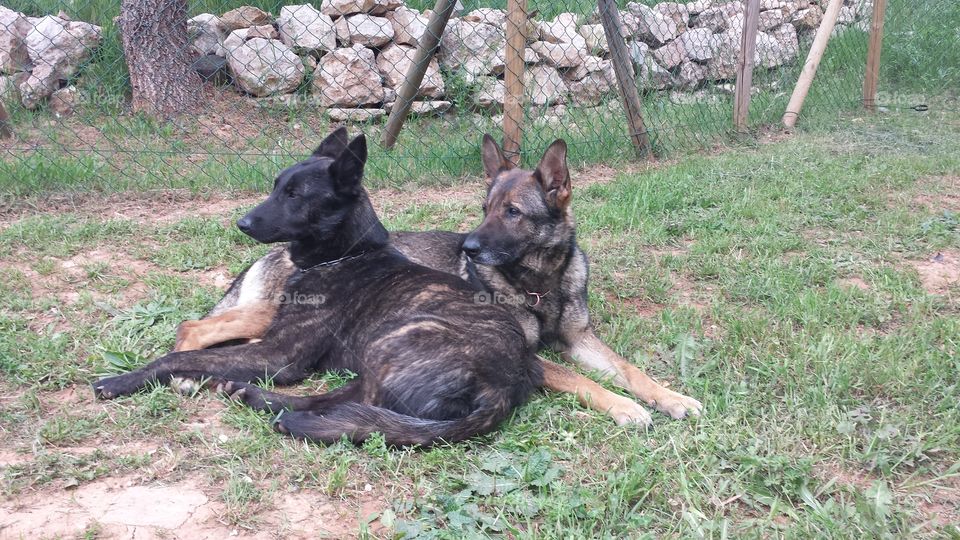 german sheperds. relax time