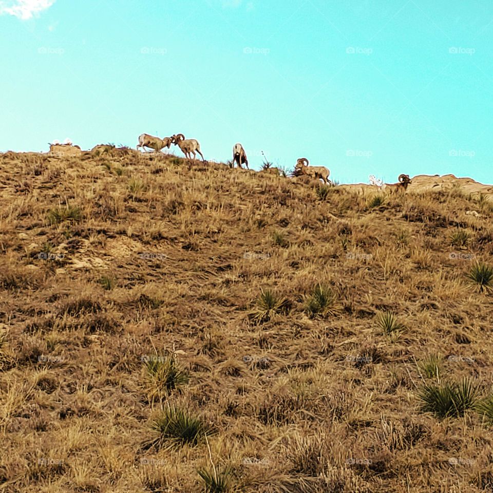 mountains goats