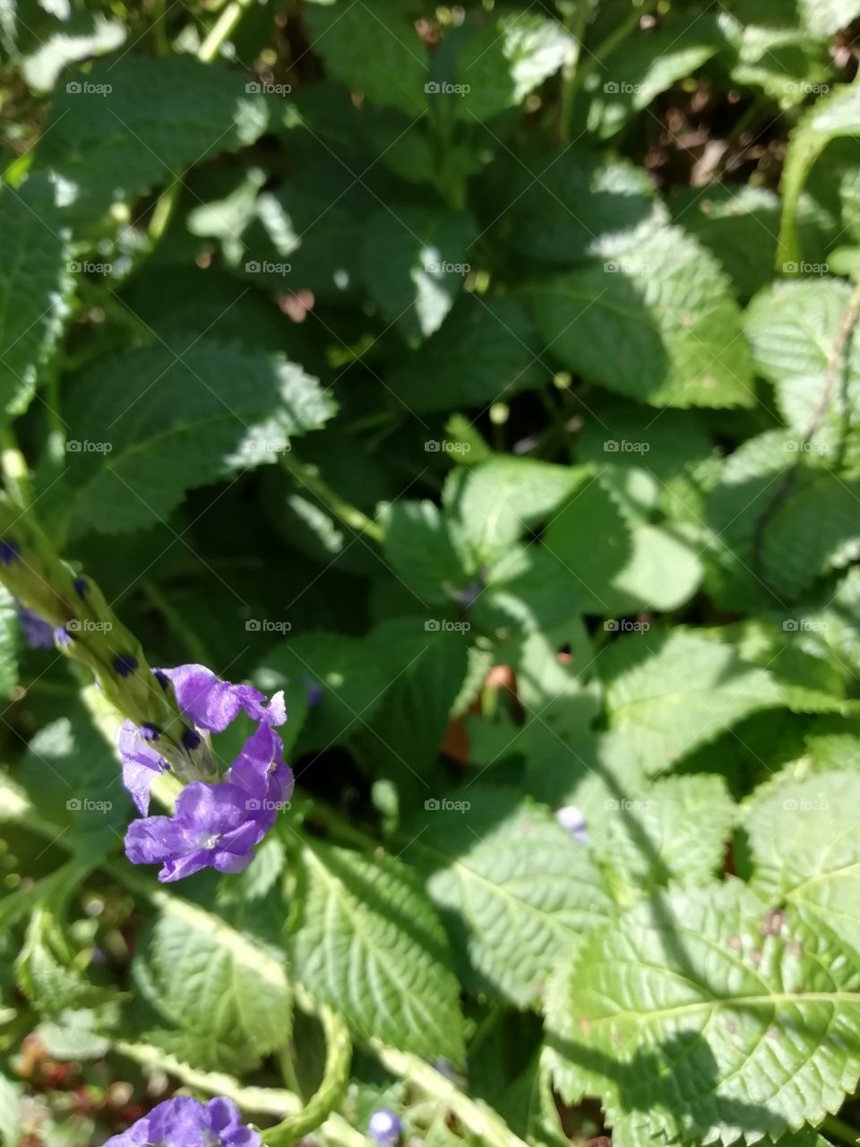 It's a great day of meeting these beautiful ladies #flowers