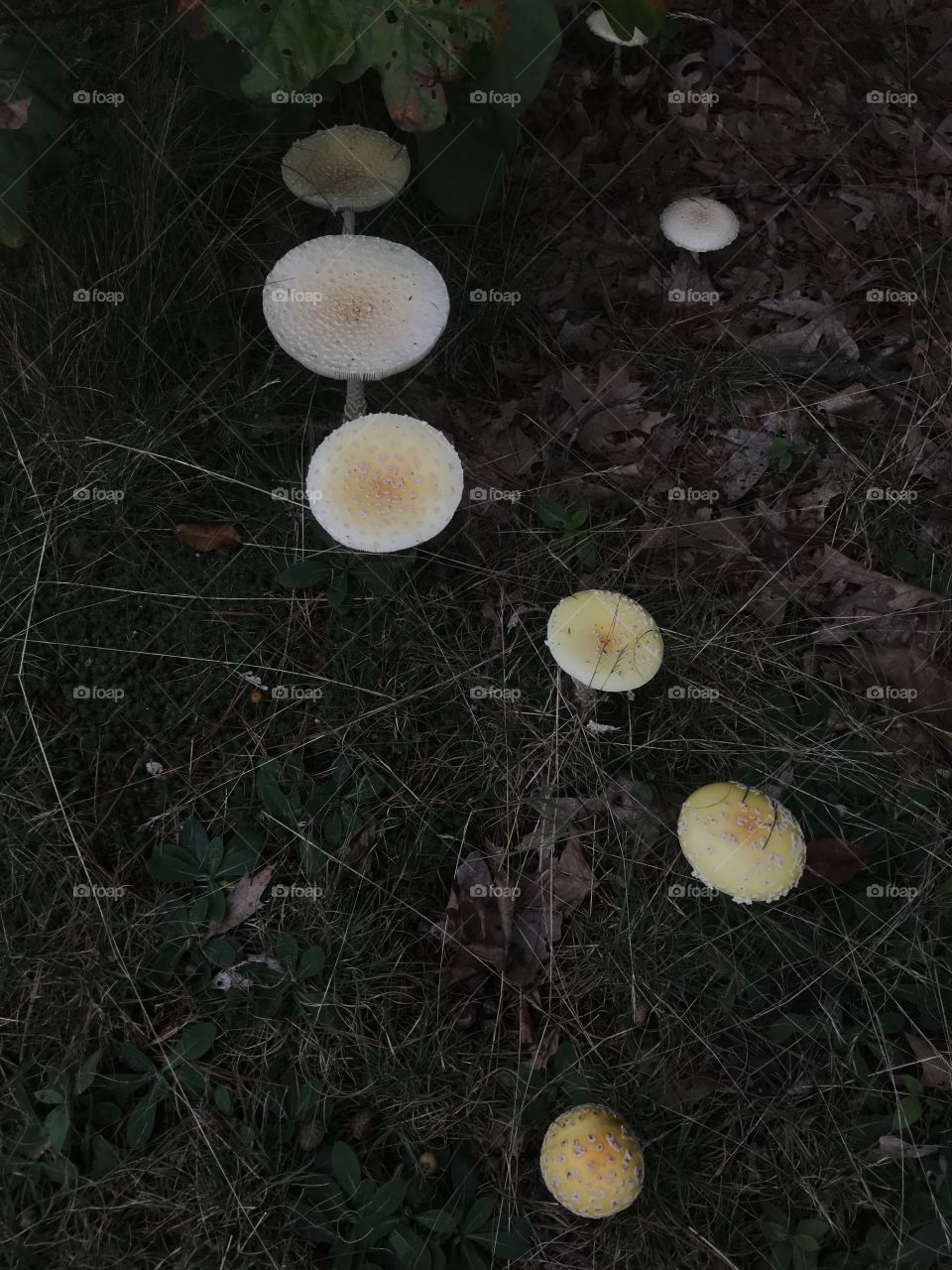 Mushrooms 