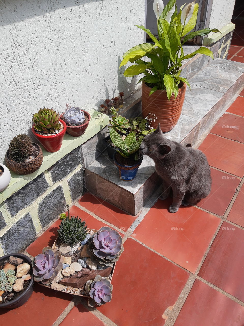 cat and plants
