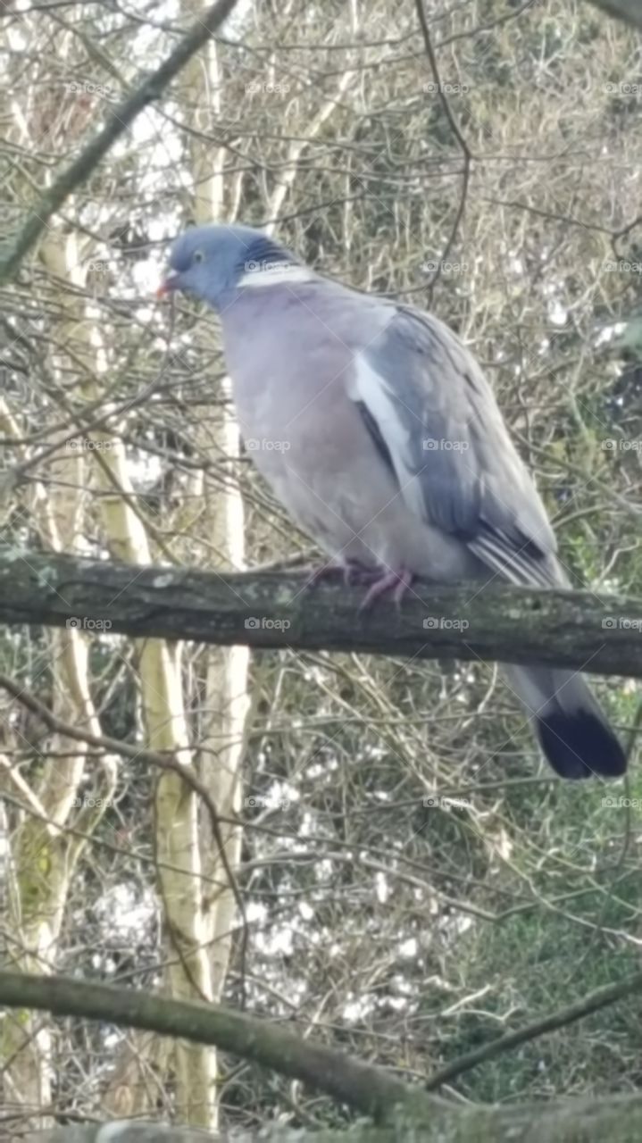 wood pigeon