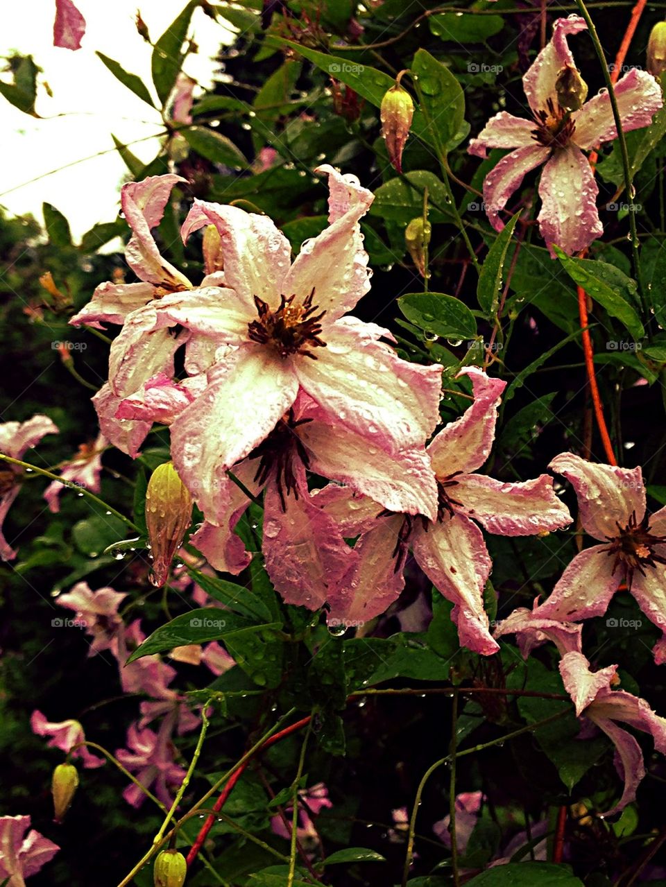 Clematis Little Nell