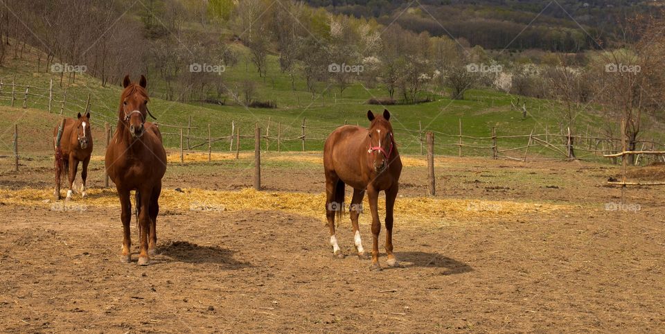 Horses outdoor 