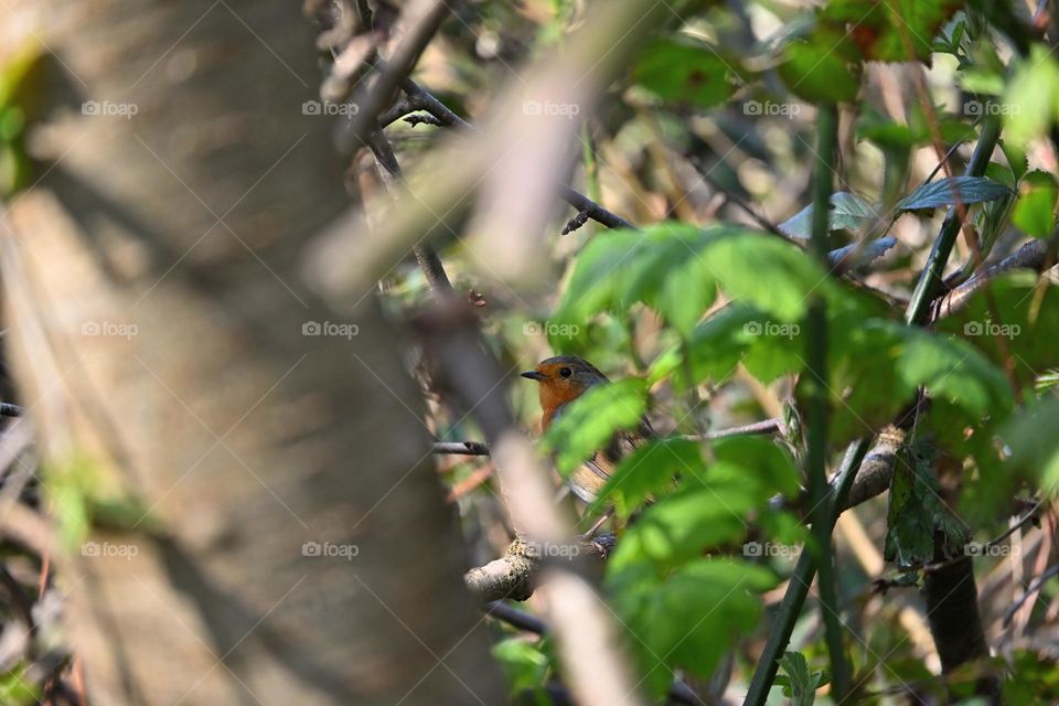 Playing hide and seek with a sneaky little Robin amongst the spring growth 