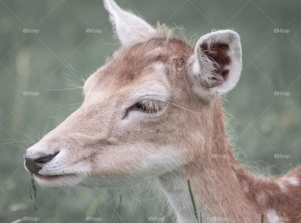 Head shot of a young deer, against grassy background