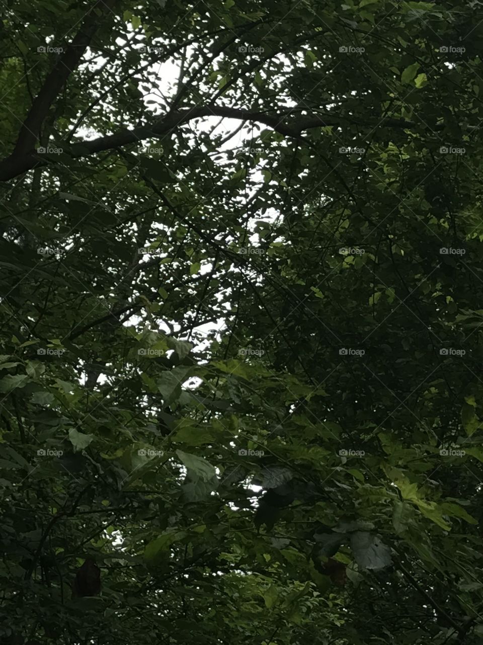 Woods around my house, I believe a cloud passed over the sun giving it that dark look