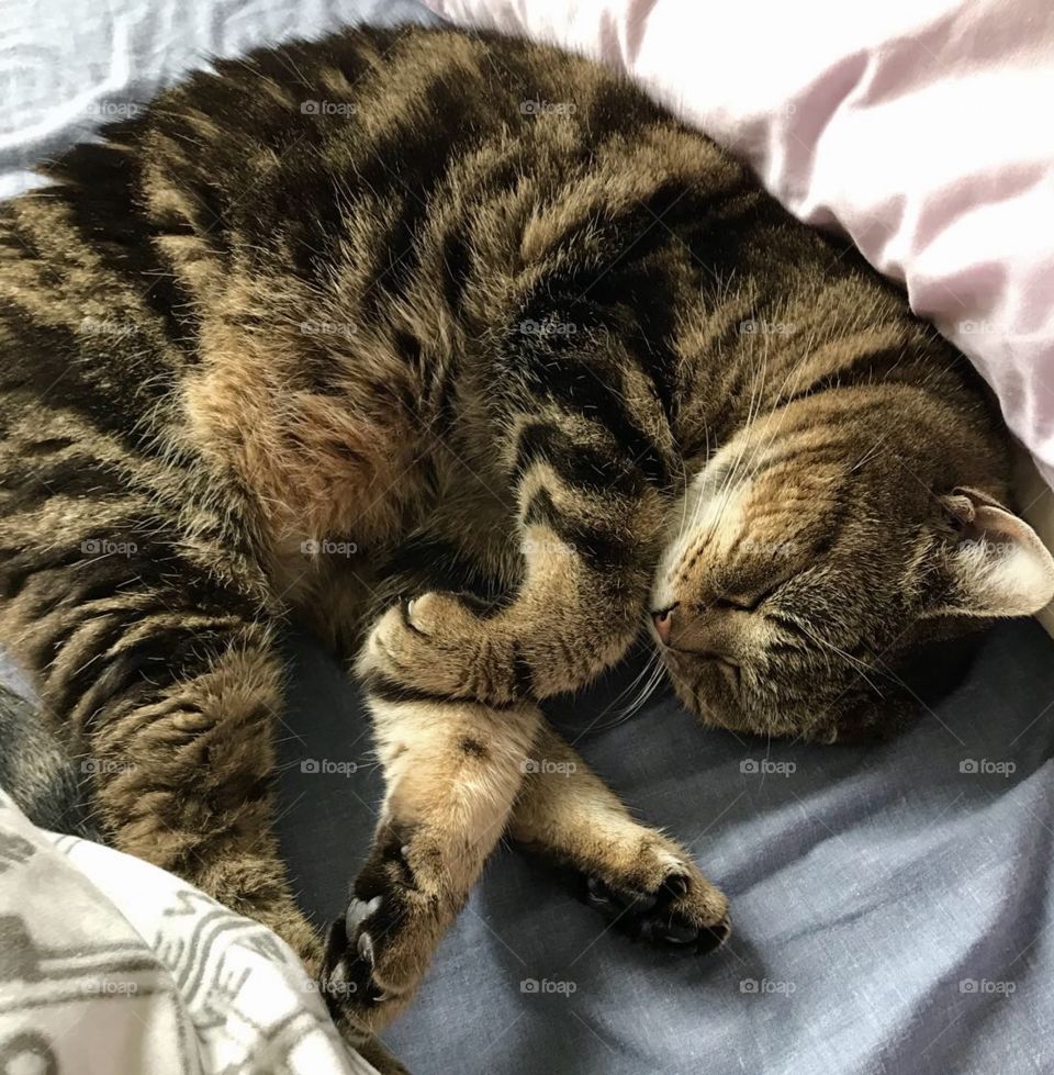 Sleeping curled up tabby cat on an unmade bed