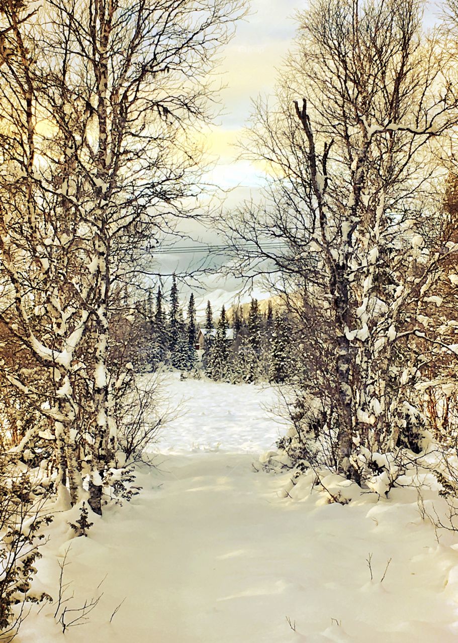 View of snowy landscape
