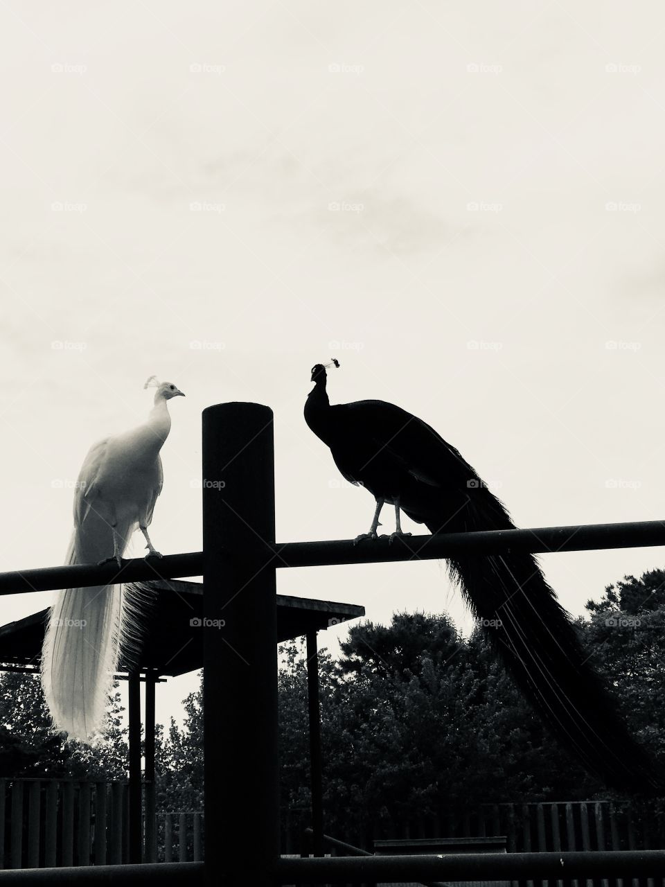 Peacocks. Zoo. Albino. 