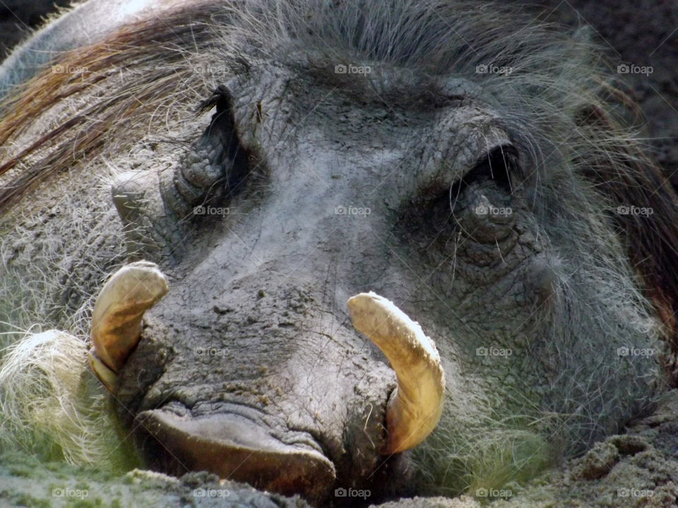 Warthog in Mud. This Warthog was cooling off in the mud on a hot summer day at the Kansas State Zoo.