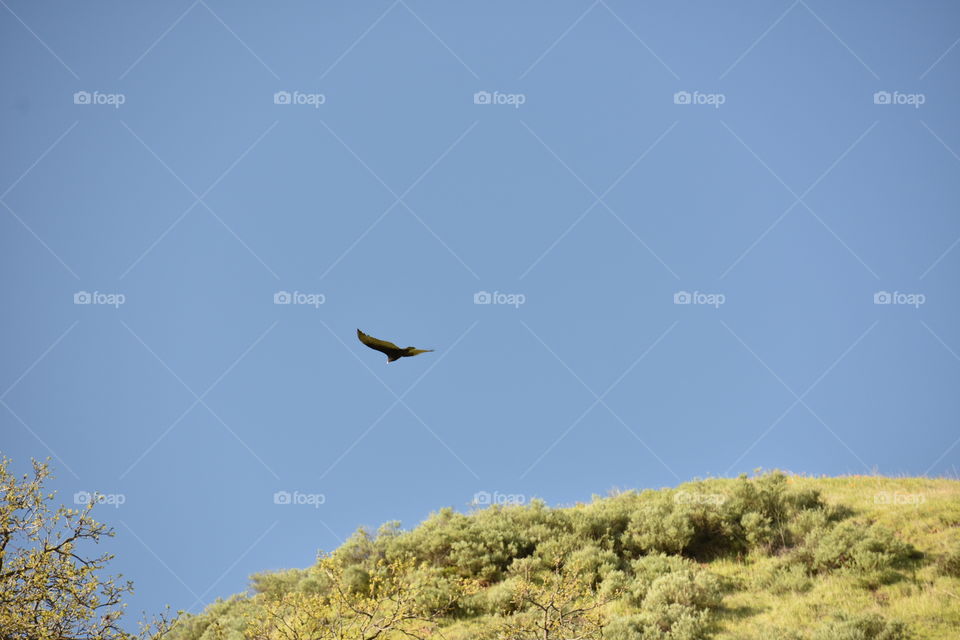 Raptor soaring in sky