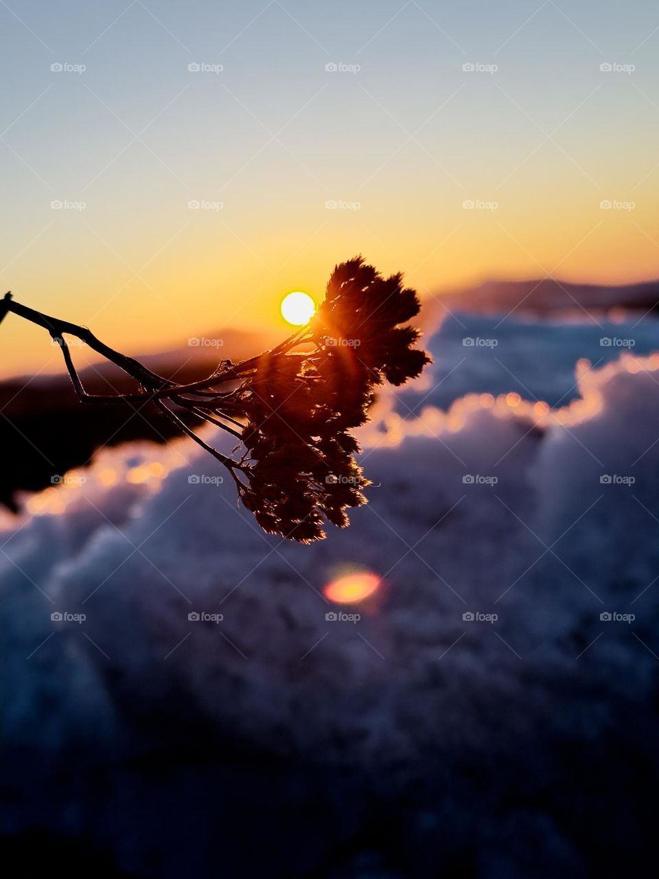 dry flower in backlight