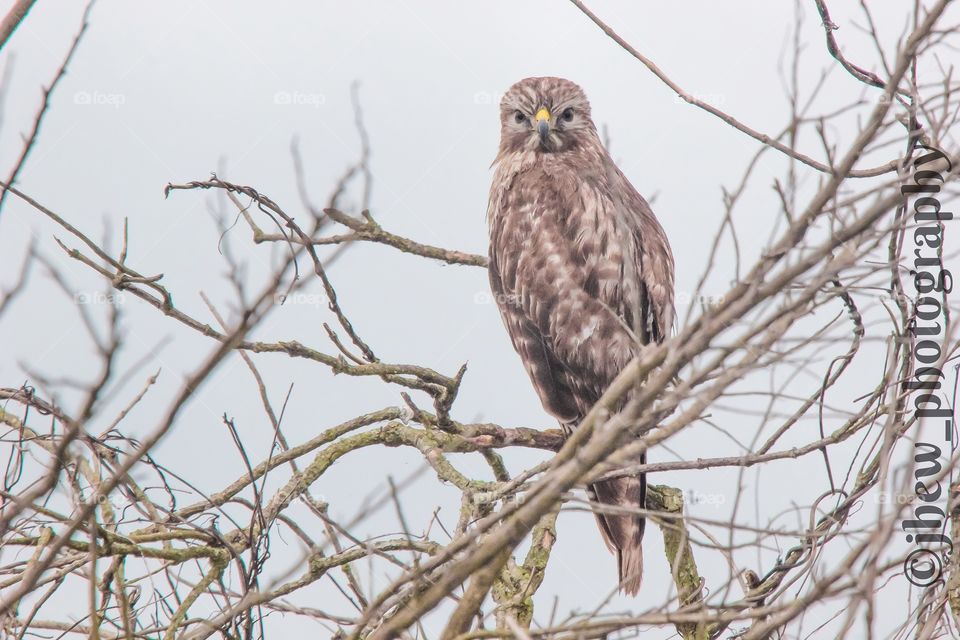 Red shouldered hawk