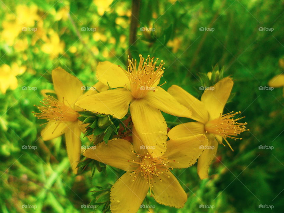 yellow flowers of St. John's wort