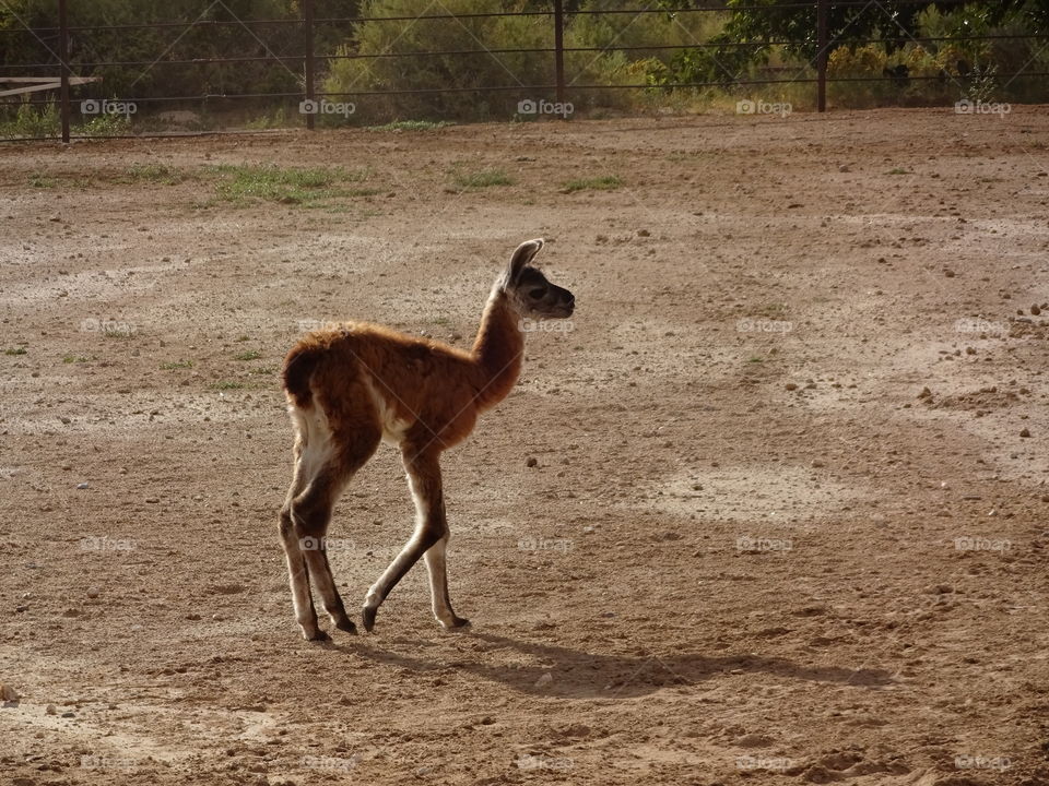 baby llama walking