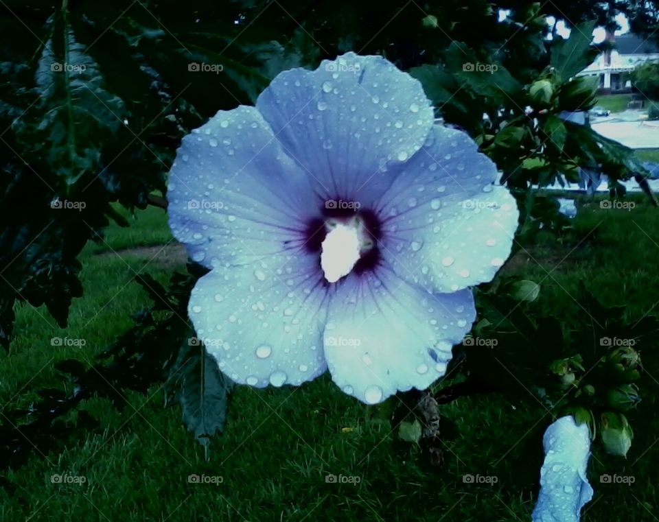 blue flower with water drops