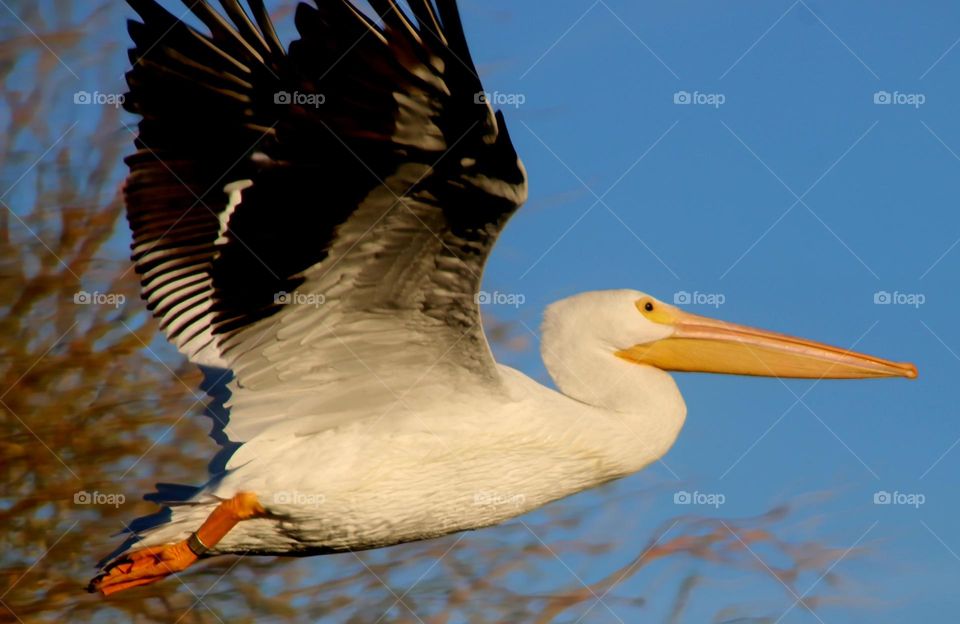 A Banded Pelican in Flight