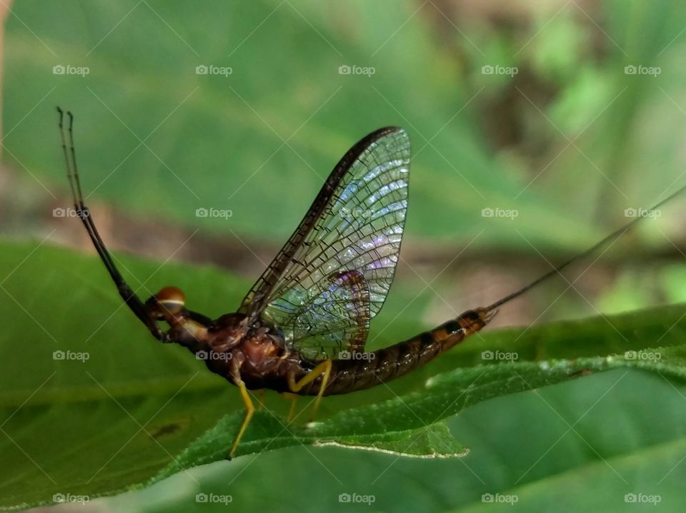 Insect, Nature, Antenna, Animal, Wildlife