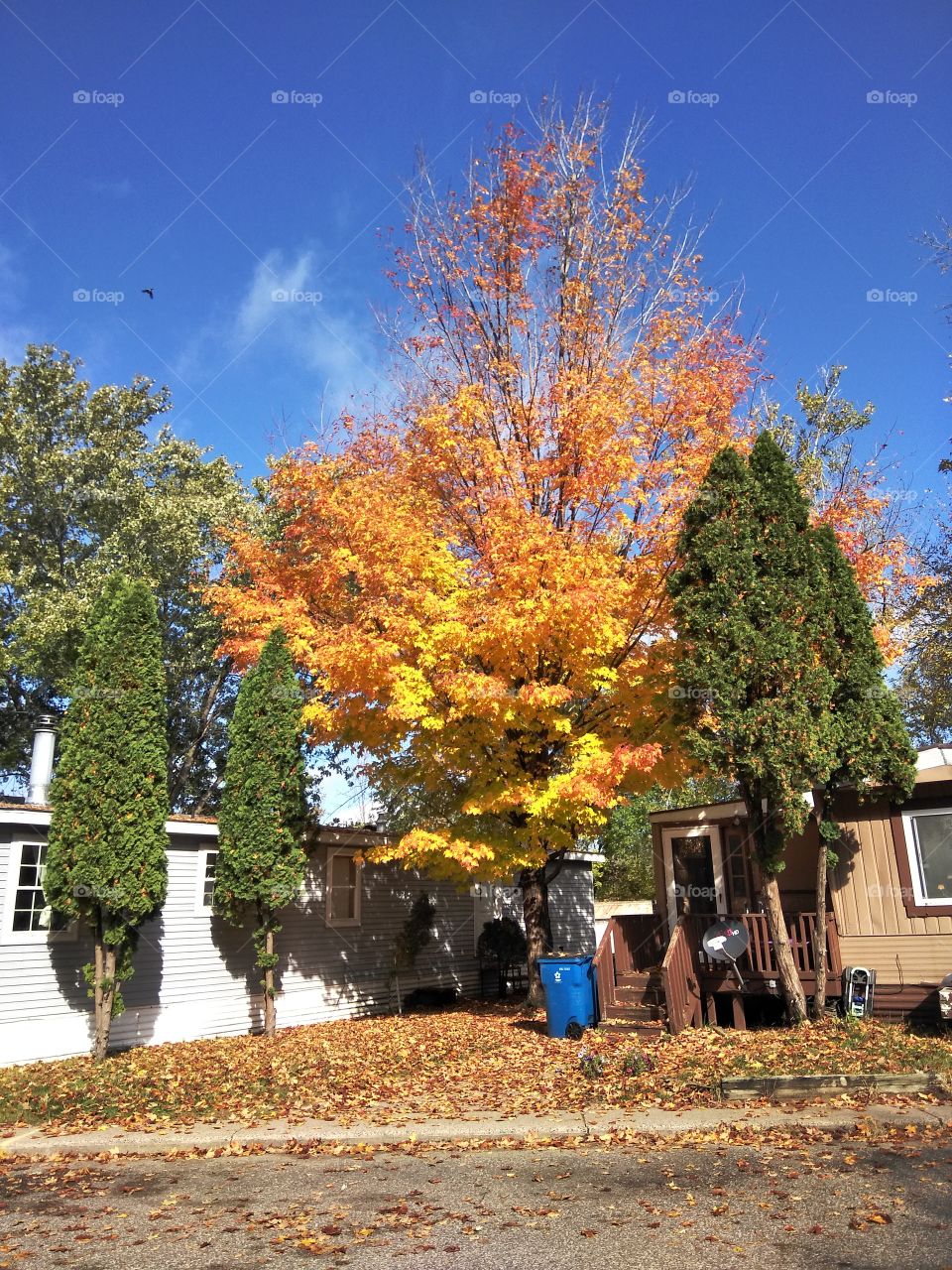 Tree, Fall, Landscape, No Person, Leaf