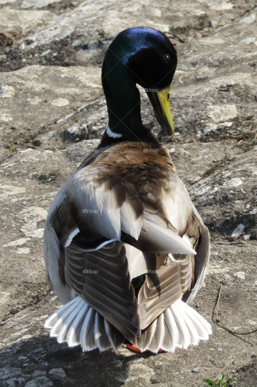 Duck showing his tail feathers off 🦆