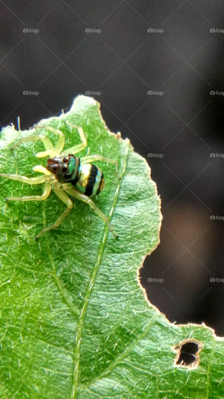 spider