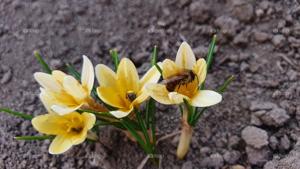 Small bee on a flower