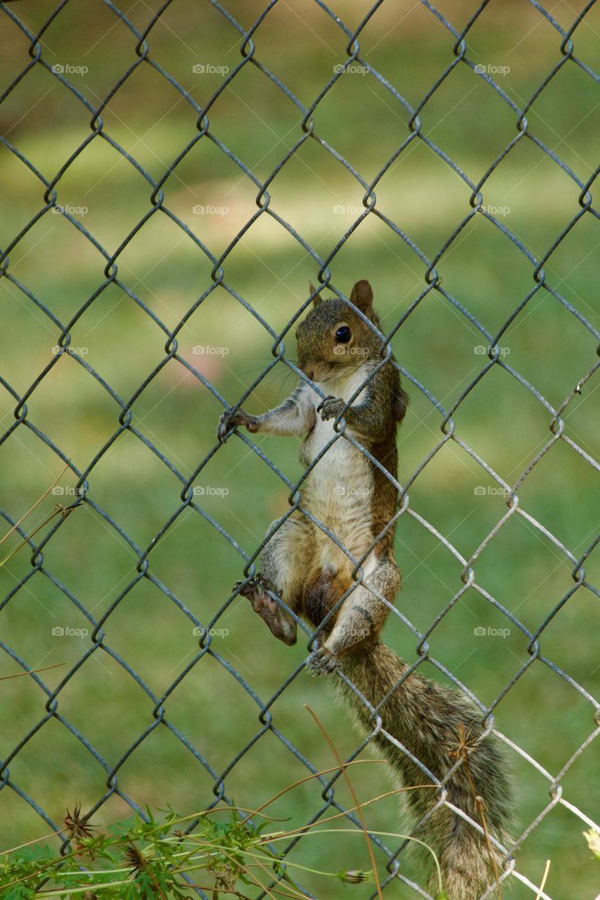 Squirrel clinging to the outside of a chain link fence making sure the dogs haven’t noticed him yet