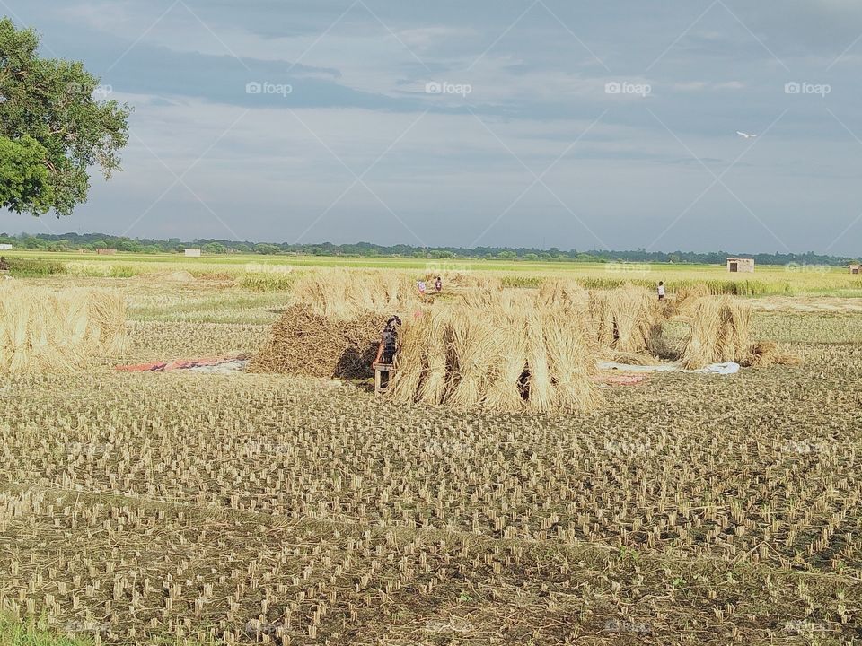paddy crop bales