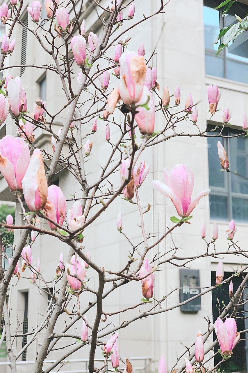 Blooming magnolia 