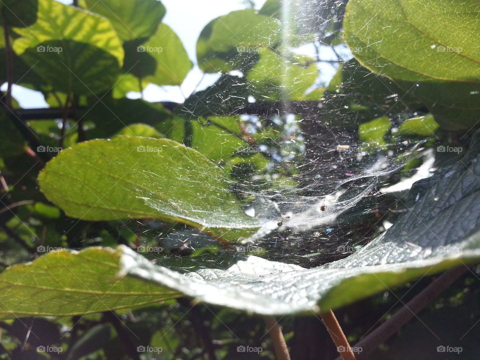 Dense web