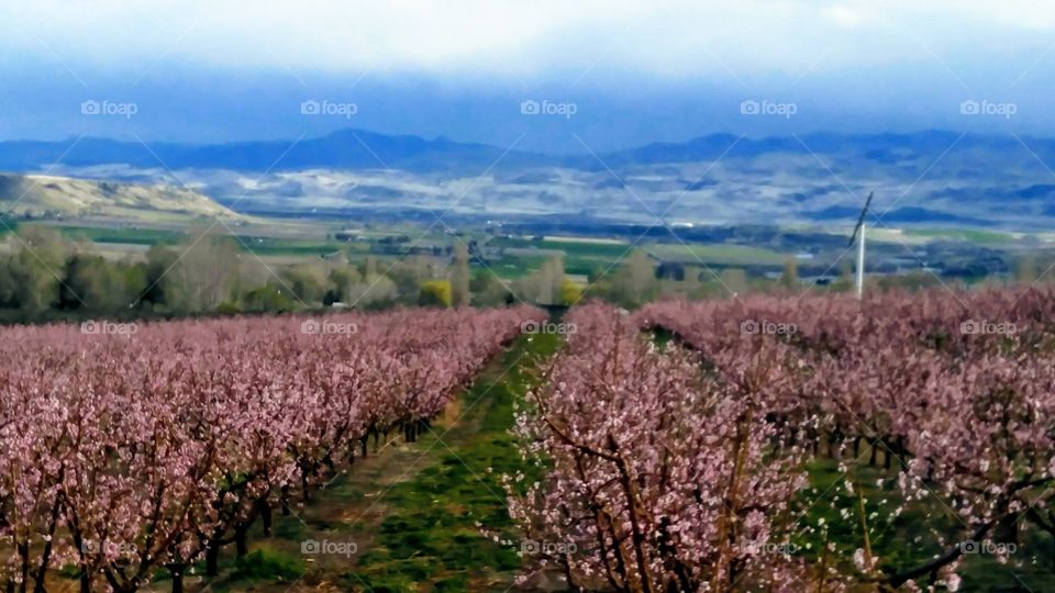 Orchards in spring