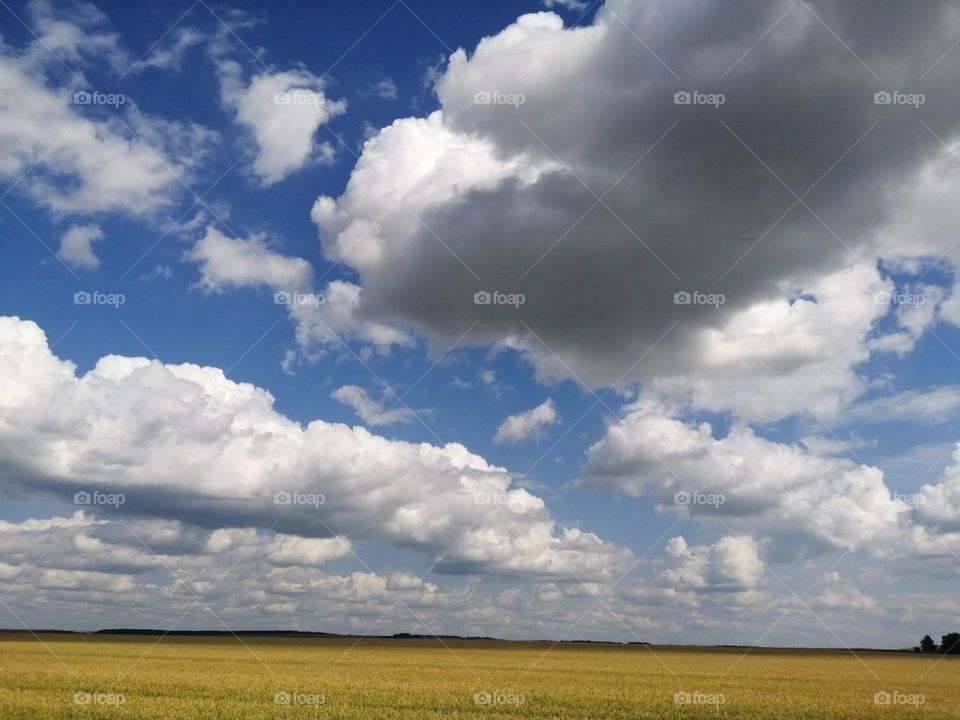 Horizon between blue skies with clouds and wheat field