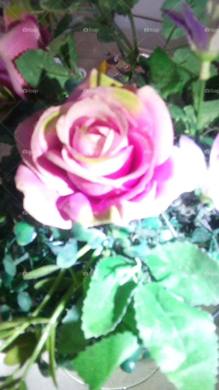 rose