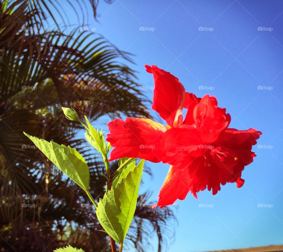 Hibiscus flower in full bloom against a blue sky. 