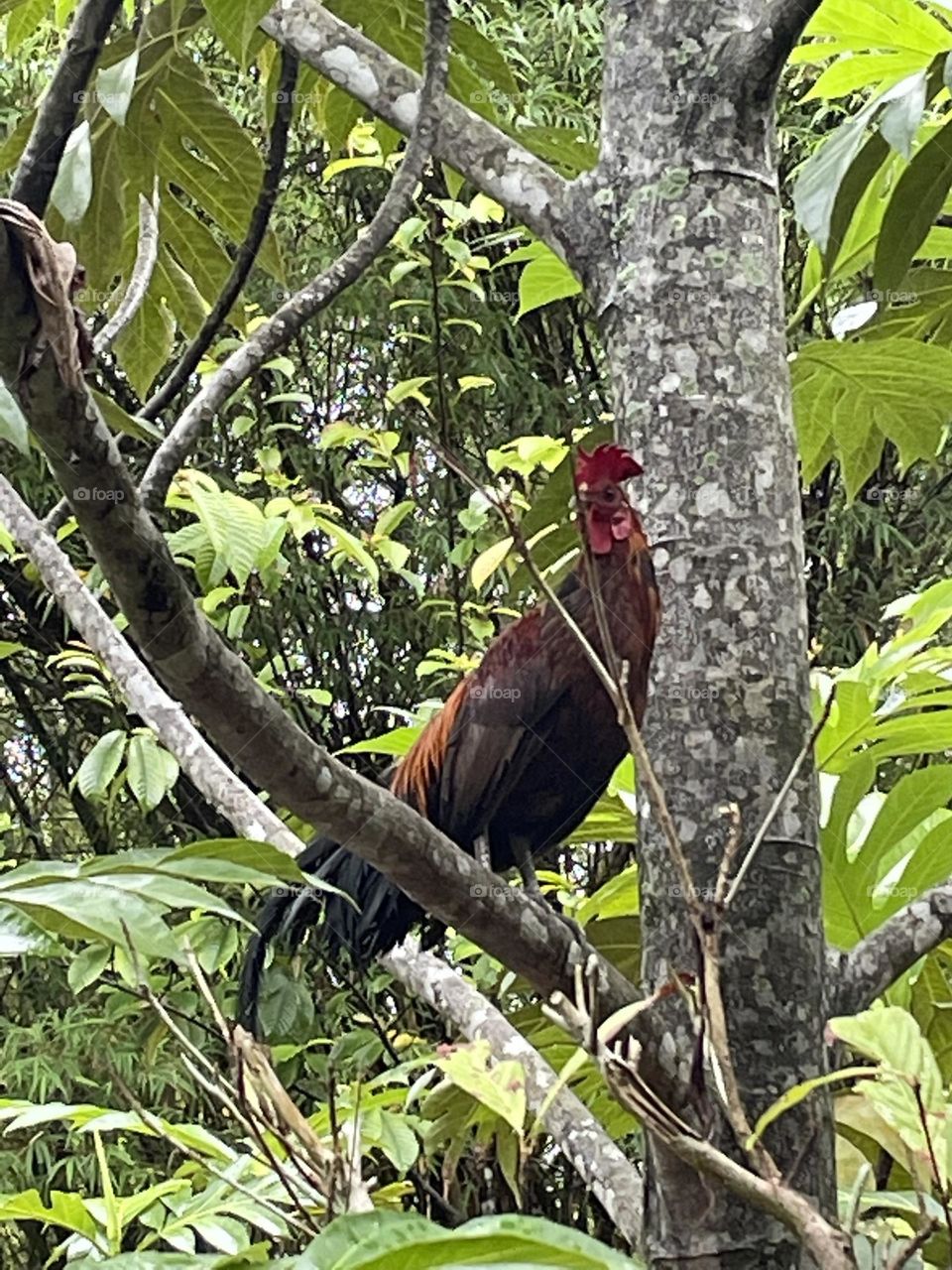 Jungle Fowl on tree