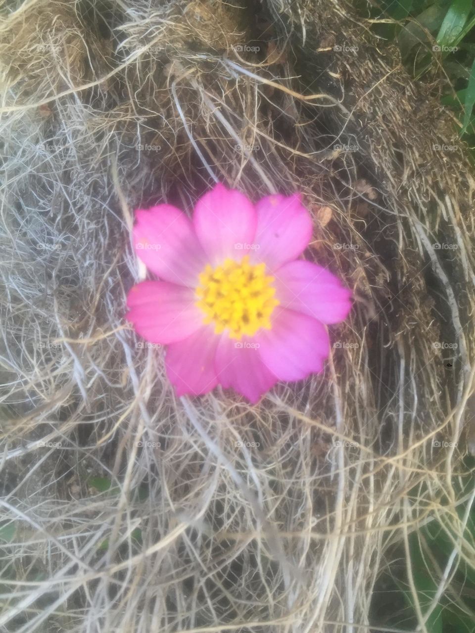 Purple flower on brown background 