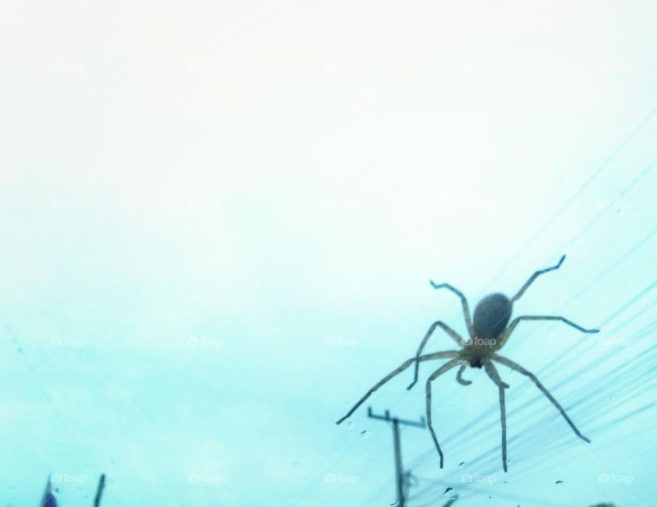 spider