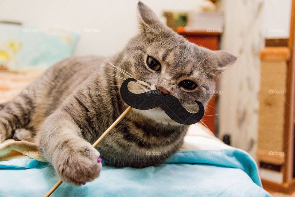 Funny cat portrait