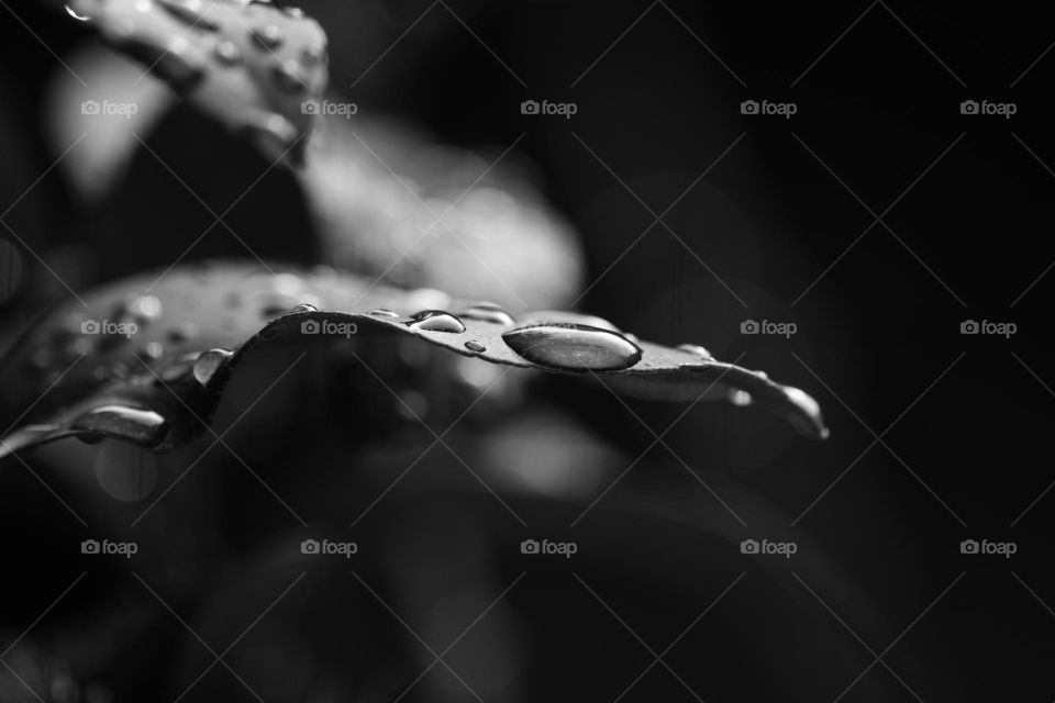 Rain drops on the leaves