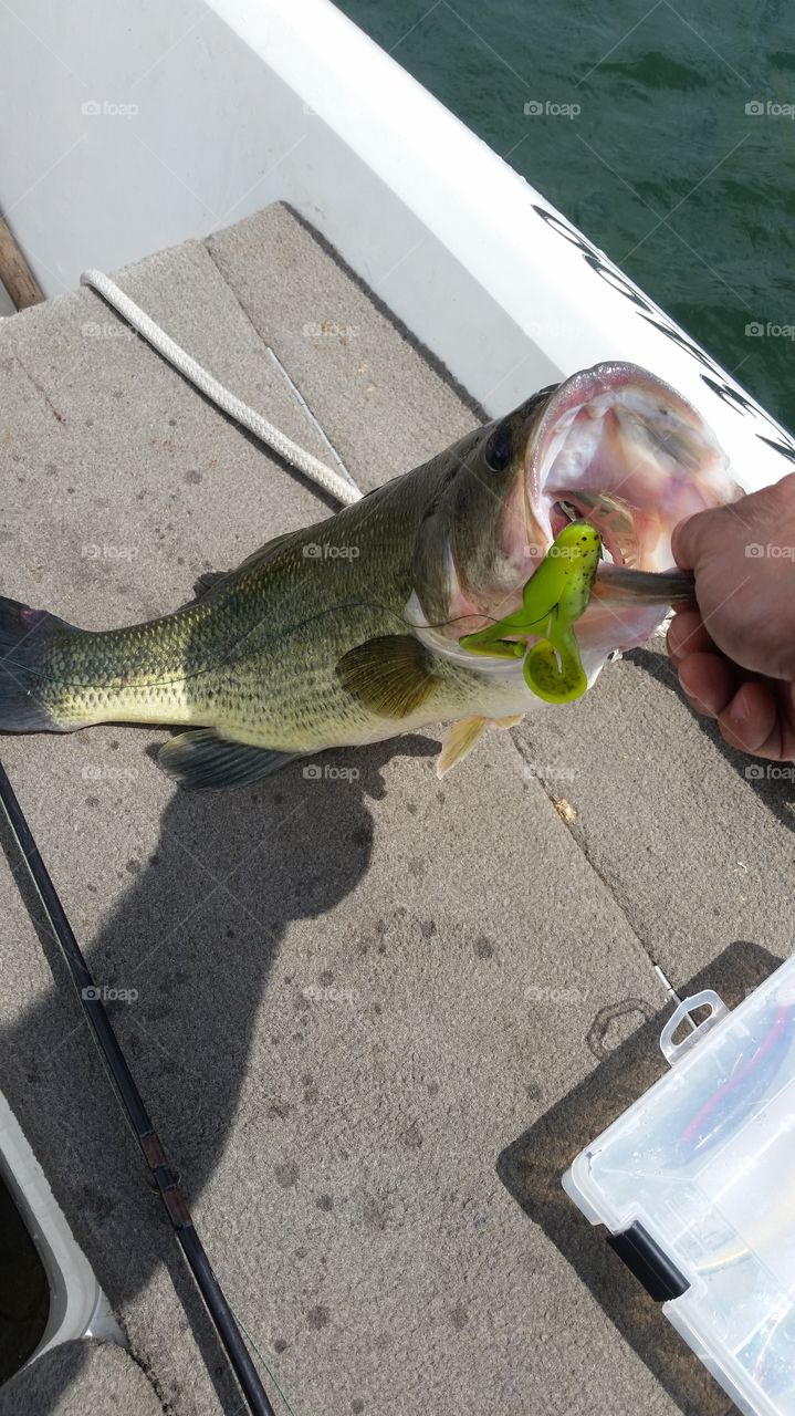 Lake Erie largemouth bass...