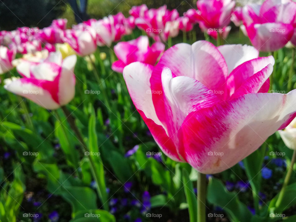 This is just one silly photo of tulips I captured while walking through center od Rijeka, Croatia.