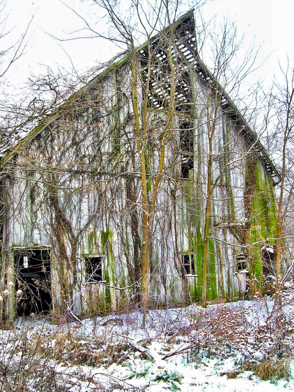 Winter snowy barn. 