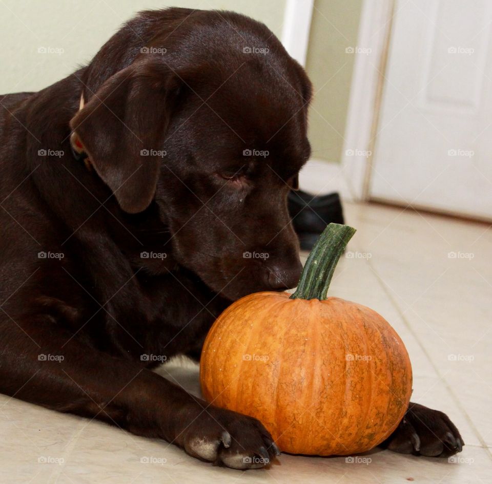 
Chocolate Labrador retriever checking out a pumpkin. 