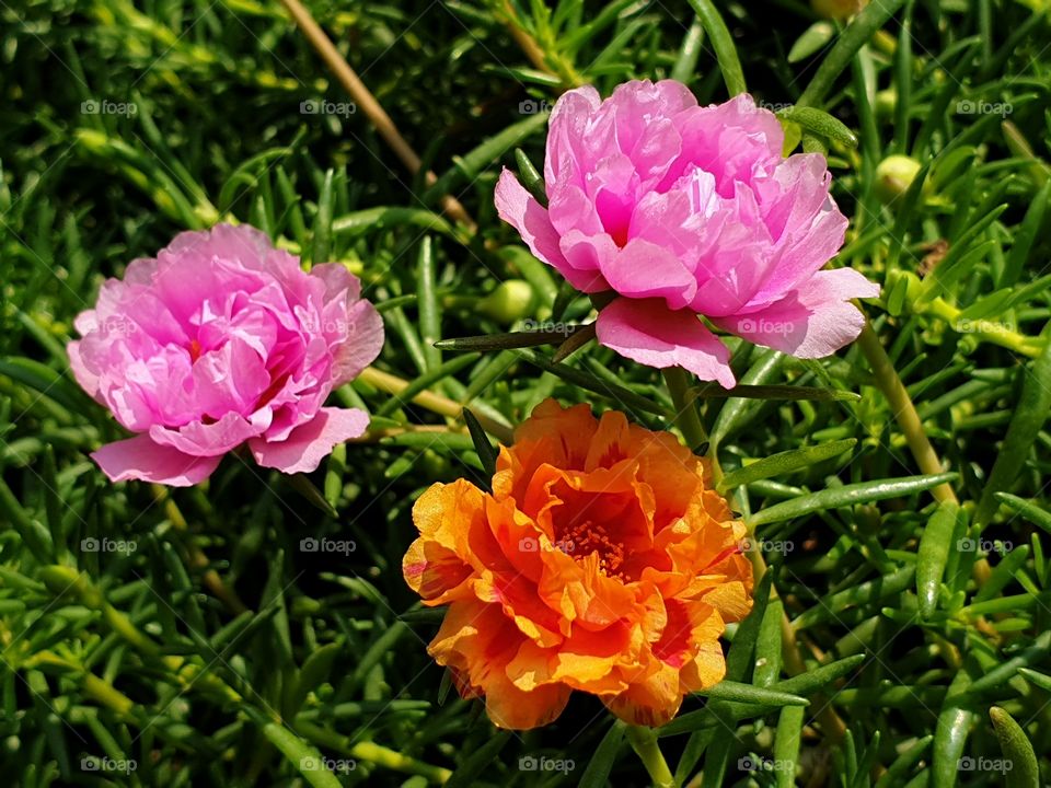 the portulaca grandiflora