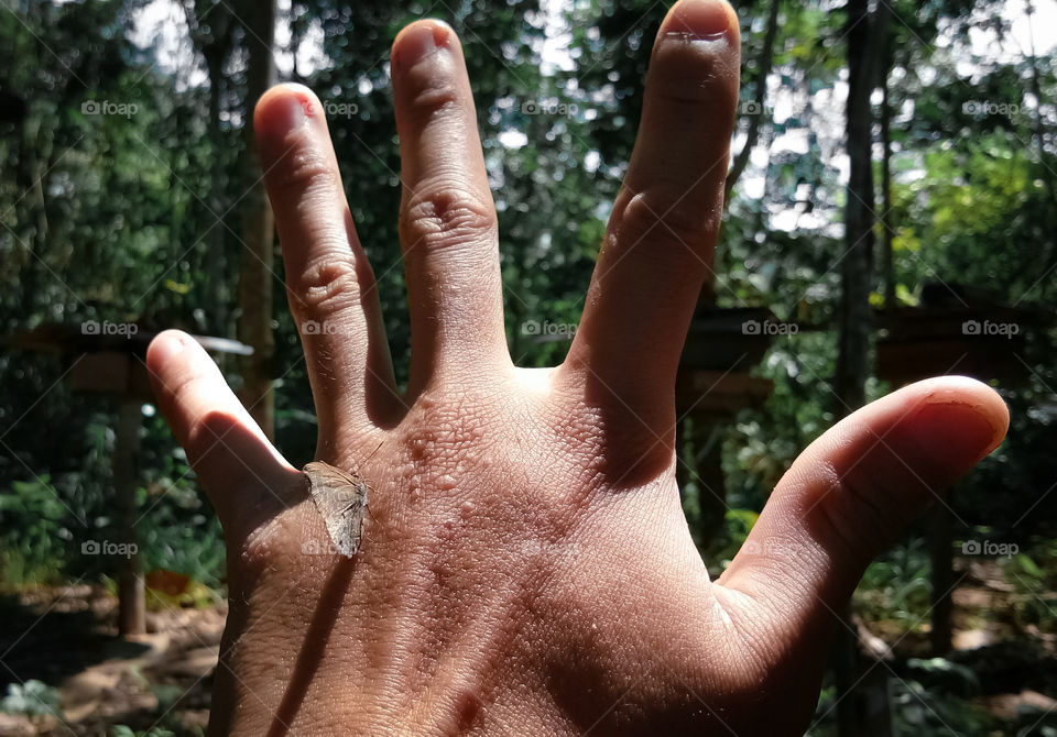 a butterfly perched on the hand