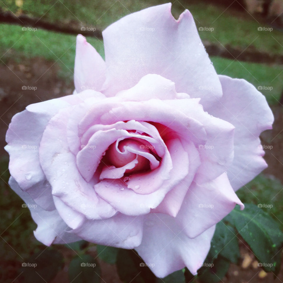 🌹 🇺🇸 Very beautiful flowers to brighten our day.  Live nature and its beauty. Did you like the delicate petals? / 🇧🇷 Flores muito bonitas para alegrar nosso dia. Viva a natureza e sua beleza. Gostaram das pétalas delicadas? 