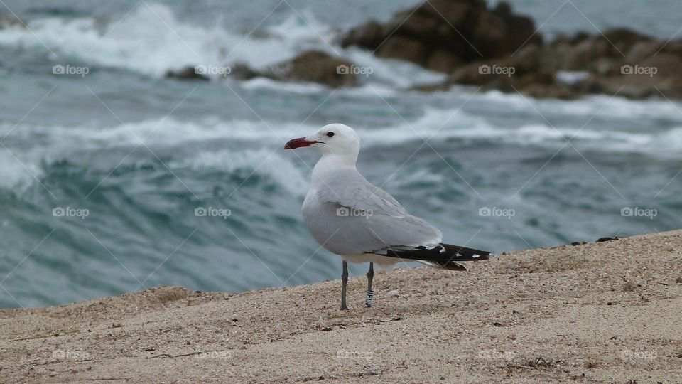 Bird on beach