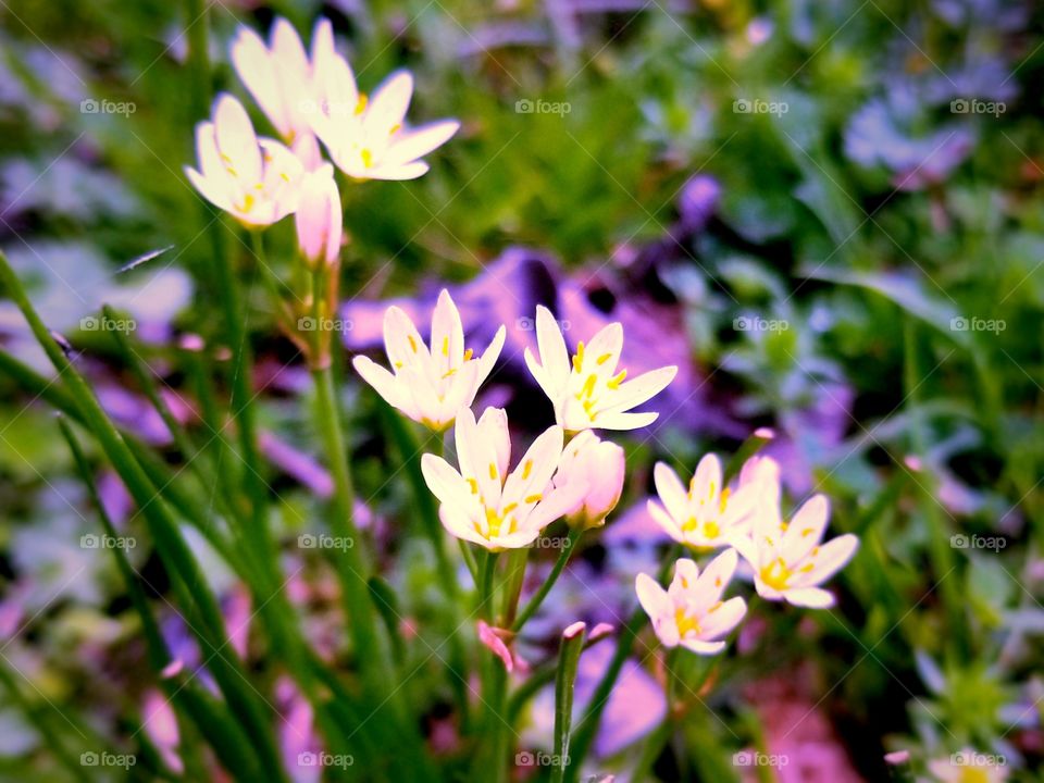 Small White Wildflowers of Spring